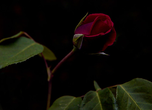 Flickr Une rose dans l'obscurité si donner une fleur est toujours un geste apprécié, donner une rose signifie exprimer une sensation sans équivoque. Dans la langue des fleurs, la rose est un symbole d'amour, mais il est bon de spécifier que nous faisons référence à la signification de la rose rouge. Donner une rose rouge est un geste romantique et intemporel, idéal pour conquérir l'être cher et leur laisser comprendre, sans l'ombre d'un doute, les sentiments derrière le cadeau. La langue des roses prend ensuite des nuances différentes basées sur l'apparence de la fleur, par exemple le bourgeon bienféré représente la chasteté, tandis que la fleur a juste fleuri la beauté des jeunes. --------------- Dans la langue des fleurs, la rose est un symbole de l'amour, mais il est bon de spécifiquement que nous faisons référence à la signification de la rose rouge. Donner une rose rouge est un geste romantique et intemporel, idéal pour conquérir votre amour et leur laisser comprendre, sans l'ombre d'un doute, les sentiments sous-jacents au cadeau. Le langage des roses prend ensuite des nuances différentes en fonction de l'apparence de la fleur, par exemple le bourgeon étroitement proche représente la chasteté, tandis que la fleur a juste fleuri la beauté jeunesse. Canon EOS 6d Mark II avec ob. Canon EF 24-70 F./2.8 L USM
