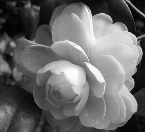 Flickr