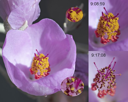 Flickr Efficacité: La majeure partie de ces anthères était ouverte et recouverte de pollen à 9h08 et dépouillée complètement du pollen lorsque je suis retourné à 9h17, pas même 10 minutes plus tard pour essayer d'obtenir une image plus nette du pollen. La veille, j'ai vu beaucoup de fourmis sur les fleurs, mais ce matin, je n'en avais pas remarqué lorsque j'ai tourné les premières images. Je peux seulement supposer qu'une flotte de fourmis, ou plusieurs abeilles très efficaces, ou les deux, a complètement dépouillé le pollen à cette époque. Ouah.