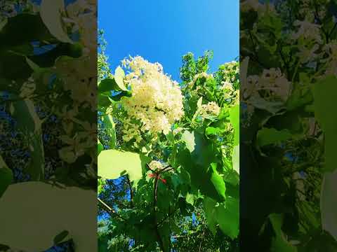 Image YouTube