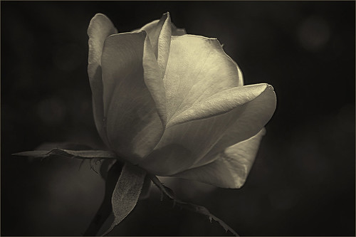 Flickr