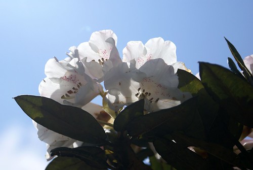 Flickr