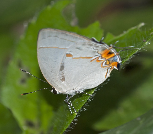 Flickr Hairstreak à bandes étroites, Iaspis Castitas, Tabasco, Mexique, Tours Sunstreak