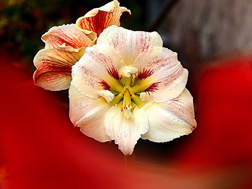 Flickr