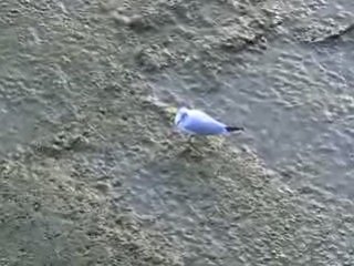 Vimeo Pornic : mouette