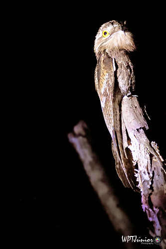 Flickr Moonmother (Nyctibius griseus) C'est un oiseau de l'ordre des Nyctibiiformes de la famille des Nyctibiidae. Également connu sous le nom d'urutau, urutau commun, urutágua, urutágo, Kúa-kúa et Uruvati (noms indigènes - Mato Grosso). Le nom Urutau est Tupi et signifie « oiseau fantôme ». En Amazonie, on croit que les plumes de la queue de l'urutau protègent la chasteté. C'est pourquoi la mère balaie sous les hamacs des filles avec un balai fabriqué à partir de ces plumes. Source : wikiaves Mère de la lune (Nyctibius griseus) C'est un oiseau de l'ordre des Nyctibiiformes de la famille des Nyctibiidae. Également connu sous les noms d'urutau, urutau-common, urutágua, urutágo, Kúa-kúa et Uruvati (noms indigènes - Mato Grosso). Le nom Urutau est Tupi et signifie "oiseau fantôme". Il existe une croyance en Amazonie selon laquelle les plumes de la queue de l'Urutau protégeraient la chasteté. La mère balaie donc sous les filets des filles avec un balai fabriqué avec ces plumes. Source : wikiaves