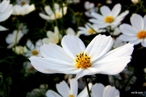 Flickr