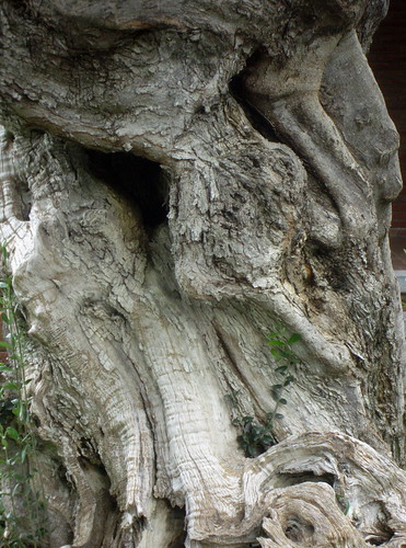 Flickr TRONC D'OLIVIER L'olivier ( *Olea europea *var. *europaea ) est un arbre de la famille des oliacées. Vous n'êtes pas très grand. Son tronc est court, épais, irrégulier, tordu, de couleur gris clair, plein de bosses et de fissures, surtout en vieillissant. L'olivier est le symbole ordinaire de la paix. Elle fut consacrée à Minerve, c'est pourquoi on la voit dans de nombreux monuments avec un rameau d'olivier à la main. L'olivier était également considéré comme un symbole de victoire et de chasteté. Les jeunes mariés portaient des guirlandes ou des couronnes d'olivier à Rome. C'était aussi l'attribut des guerriers triomphants et le prix des vainqueurs des Jeux Olympiques. Un olivier frappé par la foudre était annonciateur, selon les présages, de la rupture de la paix. ________________ TRONC D'OLIVIER L'olivier ( Olea europea var. europaea ) est un arbre de la famille des oléacées. Ne mettez pas beaucoup de hauteur. Son tronc est court, épais, irrégulier, tordu, de couleur gris clair, plein de bosses et de fissures, surtout en vieillissant. L'olivier est le symbole ordinaire de la paix. Il était dédié à Minerve, c'est pourquoi on la voit dans de nombreux monuments avec un rameau d'olivier à la main. L'olivier était également considéré comme un symbole de victoire et de chasteté. Les jeunes mariés portaient des couronnes ou des couronnes d'olivier à Rome. C'était aussi l'attribut des guerriers victorieux et le prix des vainqueurs des Jeux Olympiques. Un olivier frappé par la foudre était le présage, selon les présages, d'une rupture de la paix. ___________________ TRONC D'OLIVIER L'olivier (Olea europea var. europaea) est un arbre de la famille des oléagineux. Il a peu de hauteur. Son tronc est court, épais, irrégulier, contourné, de couleur gris clair, plein de bosses et de crêpe, à mesure qu'il vieillit. L'olive est le symbole de la paix. Il était dédié à Minerve, c'est pour cette raison qu'on le voit dans de nombreux monuments avec un rameau d'olivier à la main. L'olivier était également considéré comme un symbole de victoire et de chasteté. A Rome, les jeunes mariés portaient des couronnes d'olivier. C'était aussi l'attribut du guerrier même des vainqueurs des Jeux Olympiques. Deuxièmement et présage, un olivier frappé par la foudre était un présage de violation de la paix. __________________ L'olivier (Olea europea var. europaea) fait partie de la famille des plantes oléagineuses. Il n'a pas beaucoup de hauteur. Son tronc est court, épais, irrégulier, retordu, de couleur gris clair, plein de bosses et de fissures, d'autant plus qu'il devient plus doré. L'olivier est le symbole régulier de la paix. C'était sacré pour Minerve, c'est pour cette raison qu'on la voit dans de nombreux monuments avec un bouquet d'olives à la main. L'olivier était également considéré comme un symbole de victoire et de chasteté. Les nouveaux maris portaient des couronnes ou des couronnes d'olivier à Rome. C'était aussi l'attribut des guerriers vainqueurs et des lauréats des Jeux olympiques. Un olivier frappé par la foudre était considéré par les augures comme un signe de rupture de la paix. ____________________