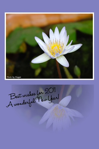 Flickr pur