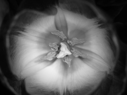 Flickr En taxonomie botanique, les tulipes sont un type de plante herbacée bulbeuse appartenant au genre Tulipa (nom scientifique : Tulipa) dans la famille des Liliacées. Ils sont également connus sous le nom de lotus, lotus, herbe musquée, tulipe (