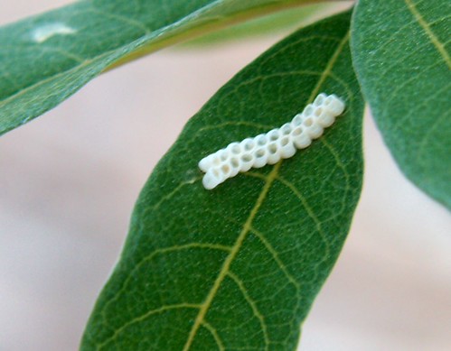 Flickr Sur une feuille de l'arbre du moine. Les feuilles de cet arbre étaient utilisées par les moines pour éliminer le désir sexuel. Il semble qu’il ait été démontré qu’ils possèdent des inhibiteurs androgènes. Je vais enquêter davantage. Eh bien, selon Wikipédia et d'autres sources, comme la consultation à base de plantes de 5 minutes, les teintures peuvent être extraites, faites des infusions ou consommées à partir des hoyas, des baies et des graines de cet arbre et elles sont utiles pour le syndrome prémenstruel, et il existe des preuves cliniques qui corroborent son utilité. D’autres utilisations non prouvées consistent à supprimer les bouffées de chaleur menstruelles et à supprimer la libido. Les feuilles de cet arbre étaient utilisées par les moines pour se débarrasser du désir sexuel. Il semblerait qu'on ait découvert qu'ils contiennent des inhibiteurs des hormones sexuelles, mais je vais faire quelques recherches. Eh bien, selon certaines sources, comme Wikipédia et la consultation à base de plantes de 5 minutes, il existe des preuves cliniques de l'utilité de cet arbre sous forme de teinture extraite ou d'infusions de ses feuilles, baies et graines pour le syndrome prémenstruel. Ils peuvent également être consommés. D'autres utilisations revendiquées concernent les bouffées de chaleur de la ménopause et l'inhibition de la libido.