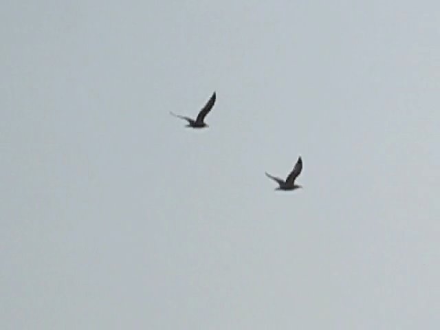 Vimeo Pornic : mouettes