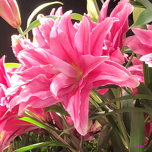 Flickr Le langage floral du lys est « dignité », « pureté » et « innocence ».