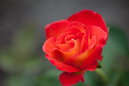 Flickr Le langage floral des roses rouges symbolise l'amour et la passion et constitue le meilleur choix pour exprimer l'amour. Le langage floral des roses violettes symbolise la romance et la passion, inséparables et inséparables, les roses roses précieuses et uniques symbolisent le toucher momentané, la déclaration d'amour et le souvenir dans le cœur, la tendresse et la sincérité. Roses blanches - symbolisant l'innocence, la pureté, je te respecte. Roses jaunes - symbolisant l'amour, la jalousie, l'amour qui s'estompe. Roses dorées – riches et romantiques. Roses noires - roses orange mystérieuses et nobles - amitié, jeunesse émotionnelle, belles roses bleues - roses champagne honnêtes et bienveillantes - parfumées et pures.
