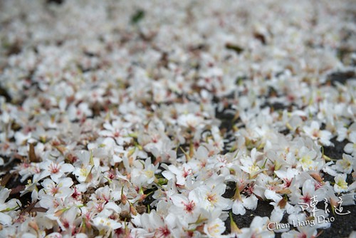 Flickr L'Asie, Taiwan, paysages, loisirs, voyages, tourisme, écologie naturelle, fleur d'abrasin, neige d'avril, neige de mai, festival de fleurs d'abrasin Hakka, fleur d'abrasin, fleur qui tombe, verre, gouttelettes d'eau, vent, pluie, eau, réflexion, plein air, fleur, plante, automne, blanc, pur, ombrage, matériel, arrière-plan, plus