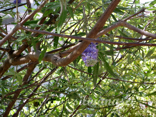 Flickr ...dans la jungle :