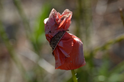 Flickr